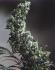 #198 Hawaiian Indica