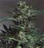 #208 Shiva Skunk