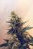 #199 Hindu Kush